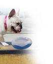 All for Paws Chill Out Cooler Bowl