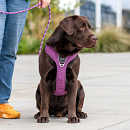 DOG Copenhagen Hondentuig Comfort Walk Pro Purple Passion