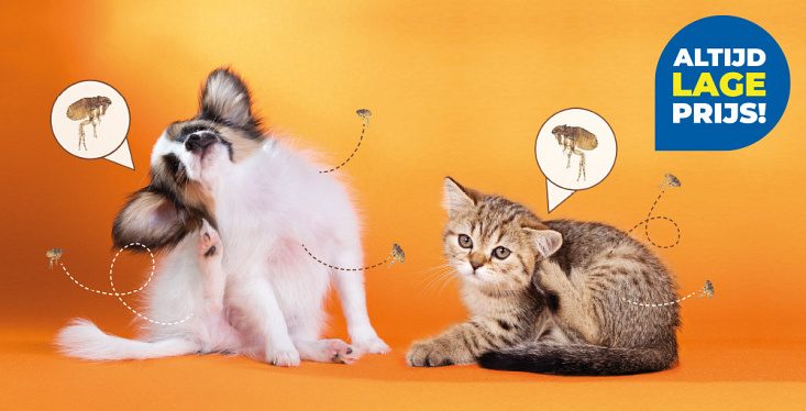 Bescherm je hond of kat tegen vlooien!