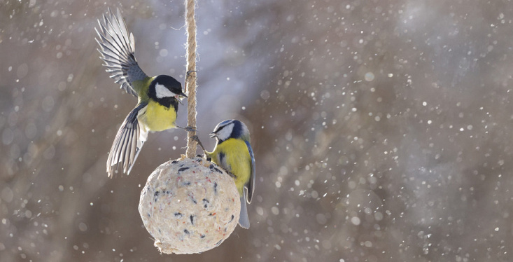 Help buitendieren de winter door