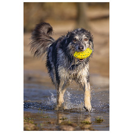 Beeztees Fetch Foam Rugbybal Algo Geel